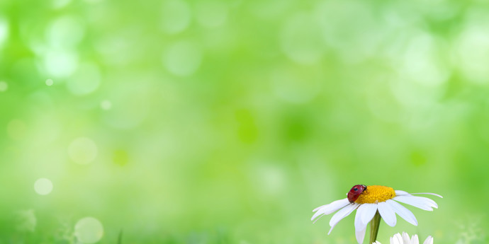 Insekten-Hotel Insekten-Hotel