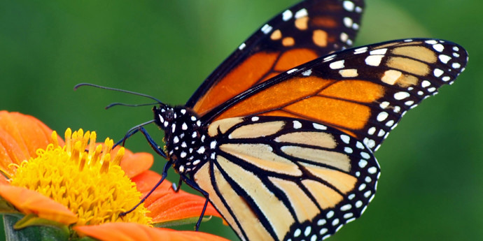 Maak van je tuin een vlindertuin