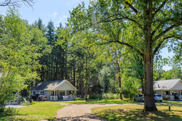 Vakantiepark in Brabant met zwembad midden in de bossen van Chaam