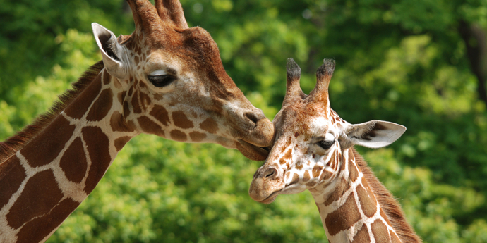 Wildlands Adventure Zoo Wildlands Adventure Zoo
