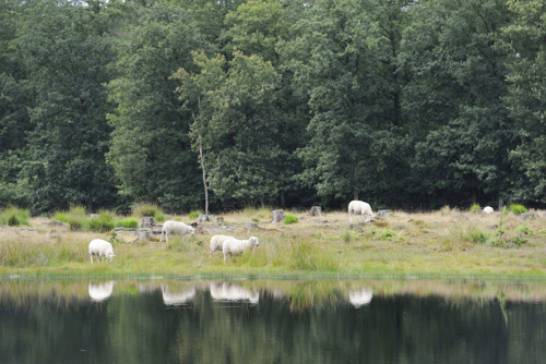 Drents-Friese Wold National Park
