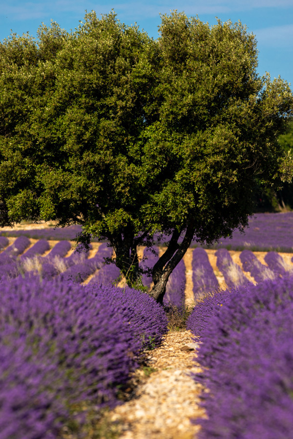 Champ de lavande